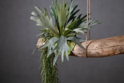Deko-Ast | Alterosa | 150 cm