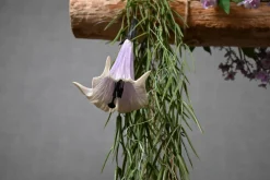 Deko-Ast | Amarant | 150 cm