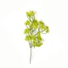 Dillblüte | Gelb | 50cm