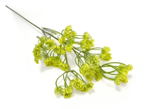 Dillblüte | Gelb | 50cm