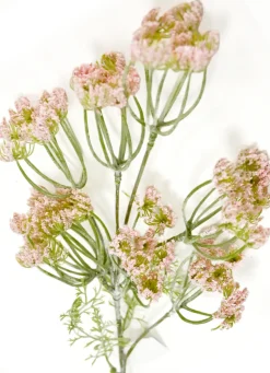 Dillblüte | Rosa | 50cm