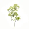 Dillblüte | Weiß | 50cm