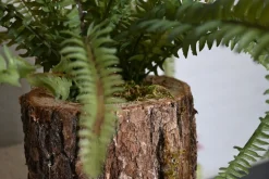 Eichenstämmchen | Waldreich | 30 cm