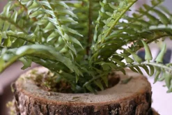 Eichenstämmchen | Waldreich | 30 cm