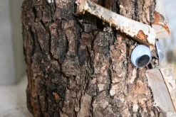 Eichenstämmchen | Waldreich | 30 cm