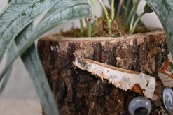 Eichenstämmchen | Weidenruhe | 30 cm