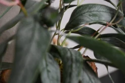 Eichenstämmchen | Weidenruhe | 30 cm