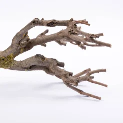 Fliederäste | 60-70cm