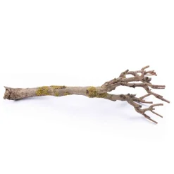 Fliederäste | 60-70cm