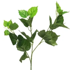 Hainbuche | 70cm