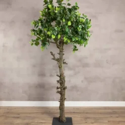 Hainbuche | 70cm
