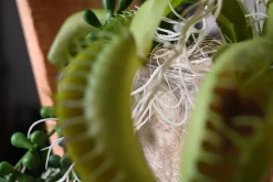 Hexa | Tropische Wildnis | 25 cm