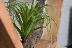 Hexa | Waldgrün | 50 cm