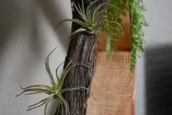 Hexa | Waldgrün | 50 cm