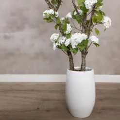 Hortensienstrauch Victoria | Weiß | Mit Topf | 150 cm