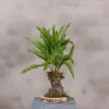 Kleiner Farnbusch, einfach gefiedert | 40 cm