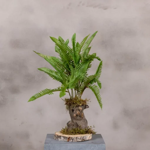 Kleiner Farnbusch, einfach gefiedert | 40 cm