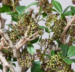 Kunstpflanze Aida | 80 cm