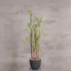 Kunstpflanze Eucalyptus | Grün | 120cm