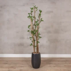 Kunstpflanze Ficus | Grün | Ohne Topf | 160cm