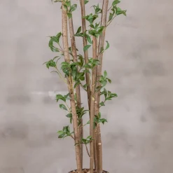 Kunstpflanze Ficus | Grün | Ohne Topf | 160cm