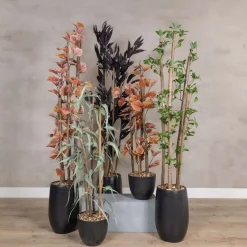 Kunstpflanze Mango | Schwarz | Mit Topf | 160cm