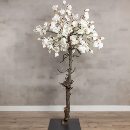 Magnolienbaum | Weiß | 180 cm