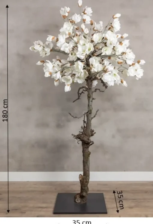 Magnolienbaum | Weiß | 180 cm