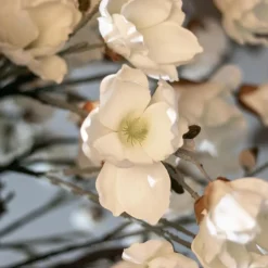 Magnolienstrauch Valerie | Weiß | Ohne Topf | 150 cm