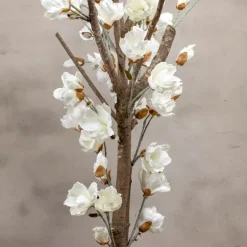 Magnolienstrauch Valerie | Weiß | Ohne Topf | 150 cm