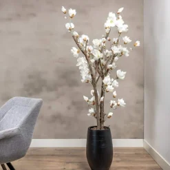 Magnolienstrauch Valerie | Weiß | Mit Topf | 150 cm