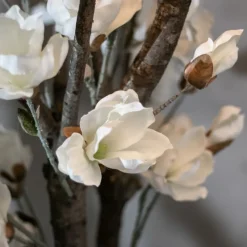 Magnolienstrauch Valerie | Weiß | Mit Topf | 150 cm