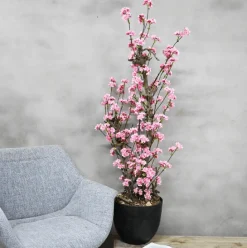 Mini-Blütenbaum | Charlotte | leuchtend Rosa | 100 cm