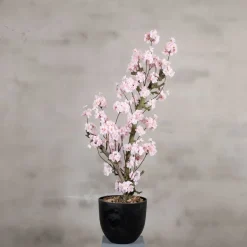 Mini-Blütenbaum Babette | Rosa | 100 cm