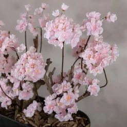 Mini-Blütenbaum Babette | Rosa | 100 cm