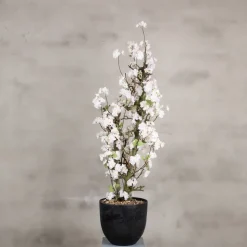 Mini-Blütenbaum Sterre | weiß mit einem Hauch von rosa | 100 cm