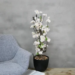 Mini-Blütenbaum Sterre | Weiß mit einem Hauch von rosa | 70 cm