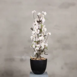 Mini-Blütenbaum Sterre | Weiß mit einem Hauch von rosa | 70 cm