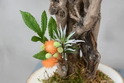 Mini-Mimosenbaum | 40cm