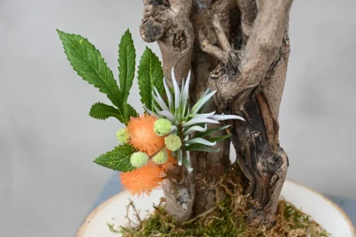 Mini-Mimosenbaum | 40cm