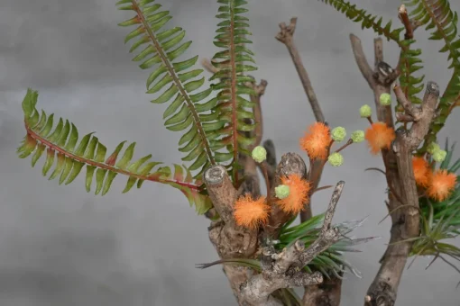 Mini-Mimosenbaum | 40cm