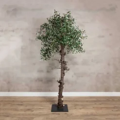 Olivenbaum | 180cm
