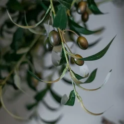 Olivenbaum | 180cm