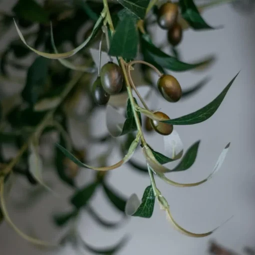 Olivenbaum | 180cm