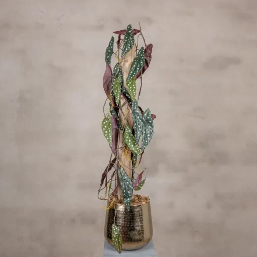 Punkt Pflanze Blatt auf Stamm | Rot-Grün | 100cm