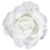 Rose | Creme