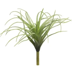 Tillandsien | Grün | 25cm