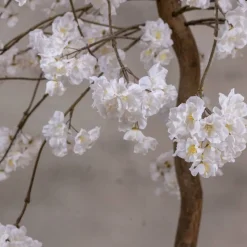 Tischdeko-Blütenbaum Felice | Weiß | 120 cm