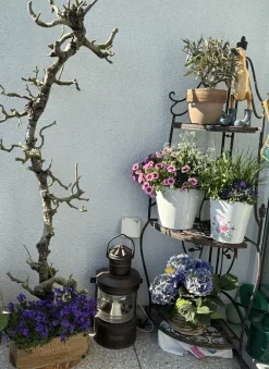 Vogelbaum Rani | 150 cm